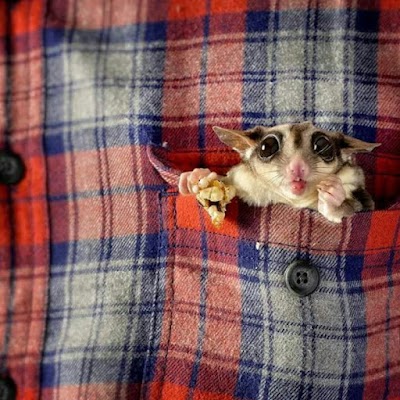 Photos of Rizki Sugar Glider Store