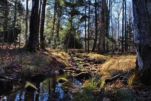 Mondeaux Hardwoods State Natural Area - Thumbnail