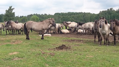 Photos of "Maģiskais pieskāriens" tēja, kafija, studija