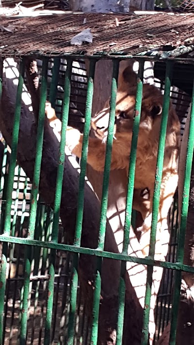 Photos of Lion Village