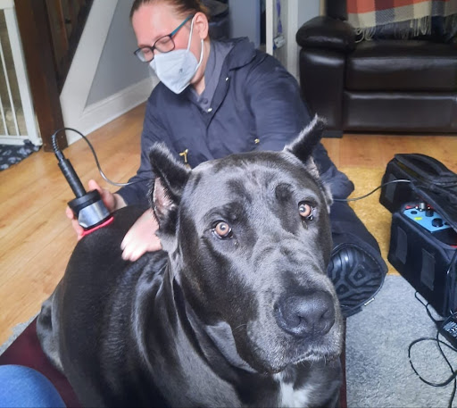 Nina's Veterinary Physiotherapy Gallery - United Kingdom