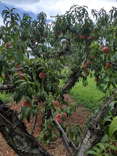 Chiles Peach Orchard and Farm Market