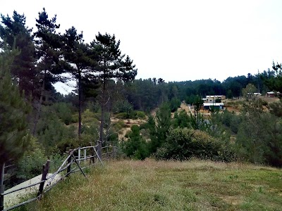 Photos of Campamento Pinares De Curaumilla