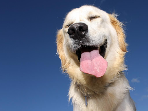 Clinica Veterinaria Felix Animal Care