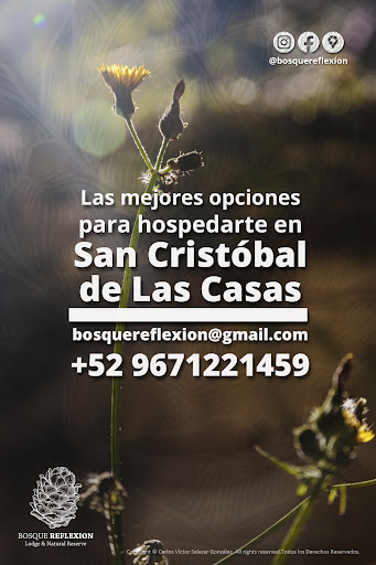 Bosque Reflexion - Visual