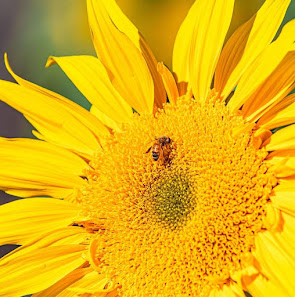 Ye Ole Davis Farms inc 9320 90th Ave, Vero Beach, FL 32967, United States