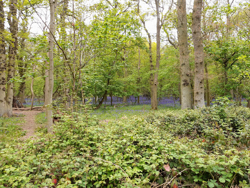 Barnsdale Wood Rutland Water - Thumbnail