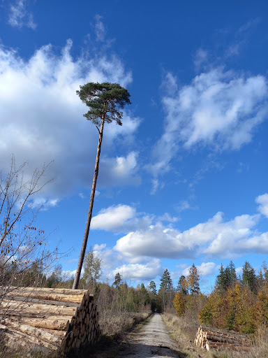 Perlacher Forst - Thumbnail