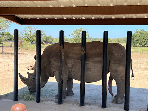 Rhinory