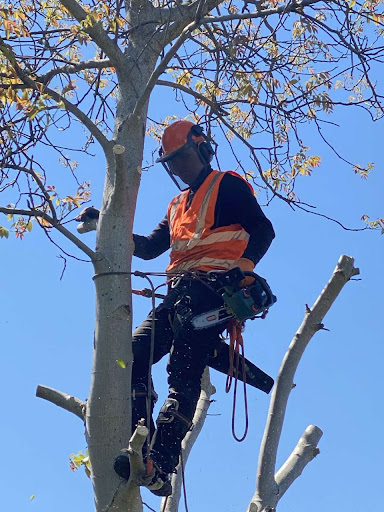 WYCINKA DRZEW - RUDIDOM SPÓLKA Z O.O.