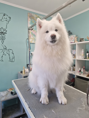 Kertvárosi Kisállatkozmetika ès Terápiás Kutyamasszázs - Állatorvos