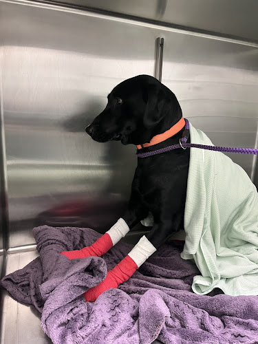 Chessington Veterinary Surgery