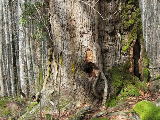Roble milenario - Visual