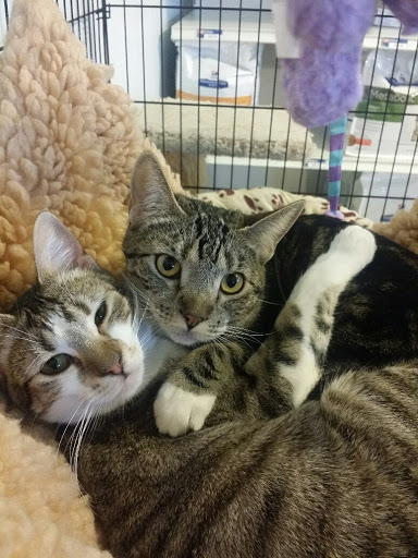 Cat Hospital of Petaluma
