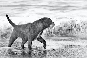 Photo n°2 de Élevage de la Landerie à Beaussais-sur-Mer (Éleveur de chiens)