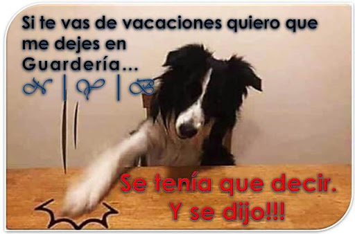 GUARDERIA DE MASCOTAS NYB Gallery - Mexico