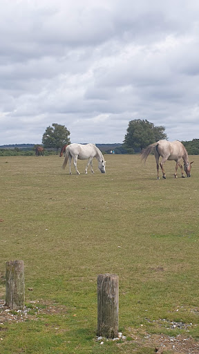 Godshill Cricket forestry car park