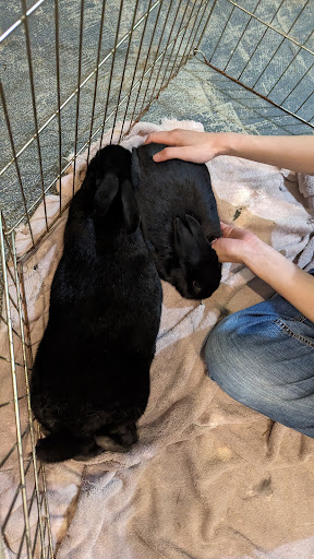Special Bunny - house rabbit rescue & adoption - Thumbnail