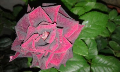 Photos of toko bagor