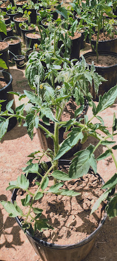 Fair Oaks Flowers & Plants - Thumbnail