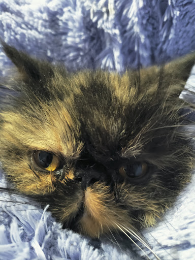 Consultorio Veterinario Bibi