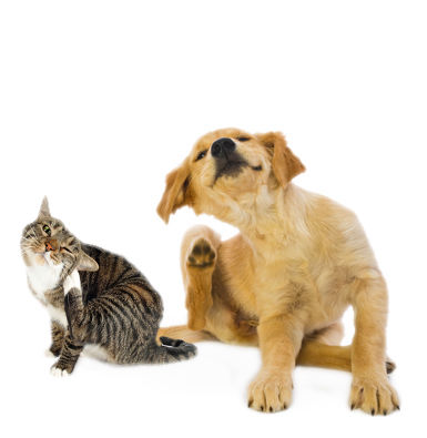 Dermalervet dermatología y alergia veterinaria