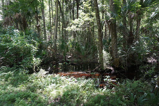 Hog Pond Trail Withlacoochee State Forest - Thumbnail