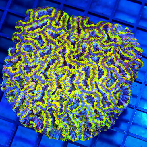 Extreme Corals - Visual