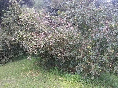 Photos of Finca Chirax Quen