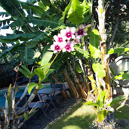 Photo n°18 de Villa Belza à Saint-Pierre (Chambre d'hôtes)