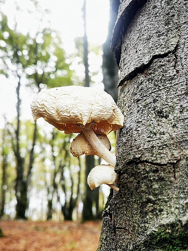 Kapildui 1.176m Gallery - Spain