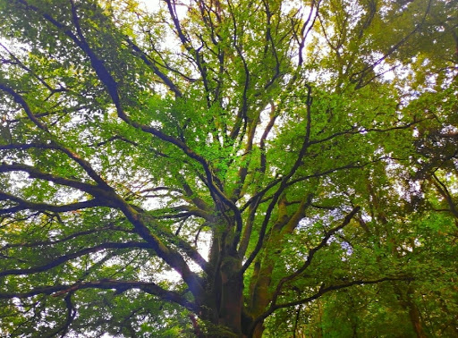 Saint-Martin Woods - Thumbnail