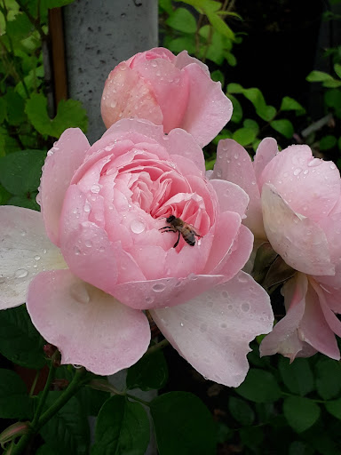 Il Roseto Az. Agr. Biovivaio