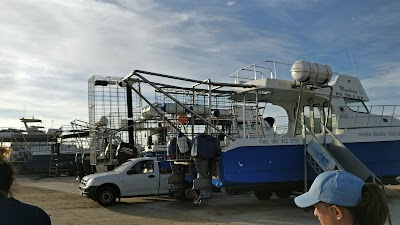 Photos of White Shark Projects