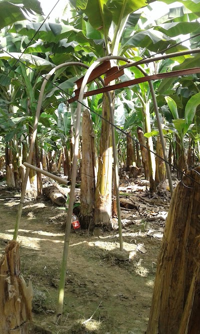 Photos of Hacienda carolina