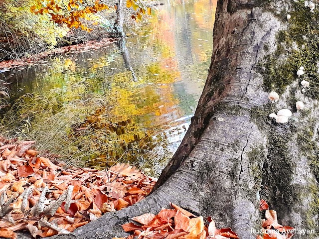 Parz Lake