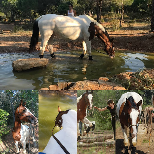 Equestrian Center Pleine Nature - Thumbnail