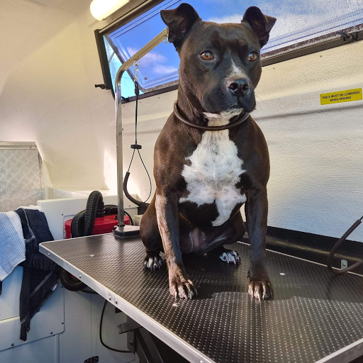 Jim's Dog Wash Mittagong - Thumbnail