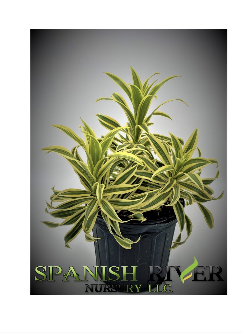 Spanish River Nursery Inc