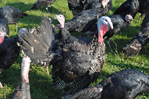 Photo n°7 de Au Palais Fermier à Chatte (Magasin de produits de la ferme)
