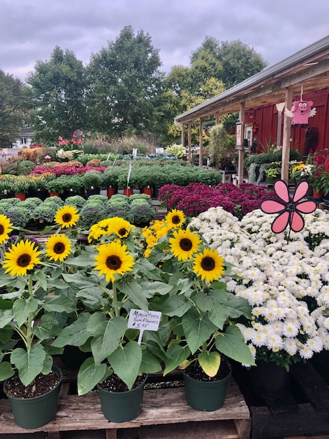 In Bloom Greenhouse