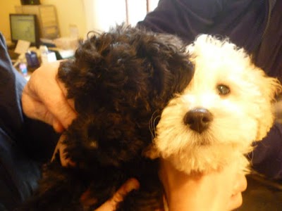 Photos of Del Sol Veterinaria-Vetexoticos (suc Avellaneda)