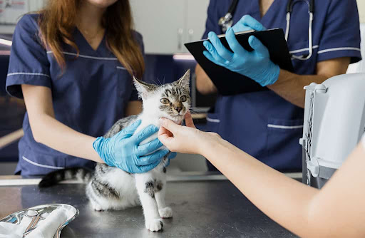 Veterinario Kitty