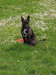 Photo n°22 de Nord-Dog à Gondecourt (Promeneur de chien)