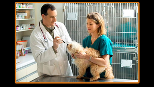 Animal's Choice Veterinary Clinic