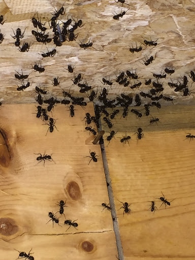D-Line Pest Services - Thumbnail