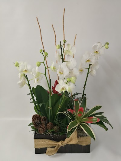Photos of Flores express