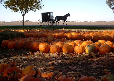 Photos of The Great Pumpkin Patch