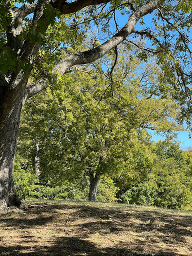 Cane Ridge Park