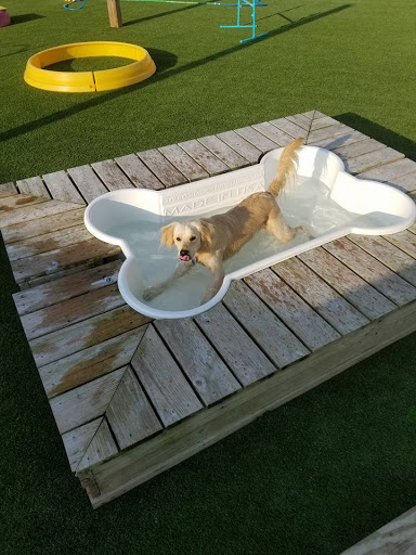 The Pet Doctor: Doggie Daycare & Boarding